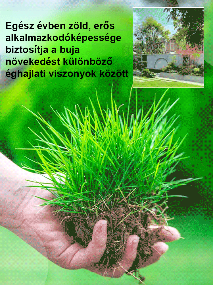 7 napos, gyorsan növő zöld fű egész évben