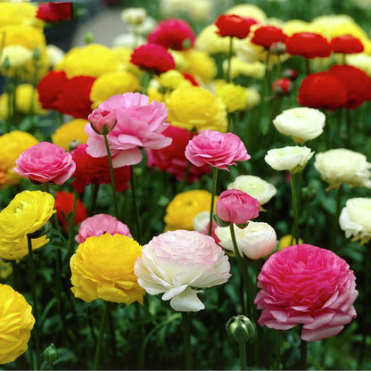 【Virágzó illat tíz mérföldre】 Többszínű boglárka hagymák