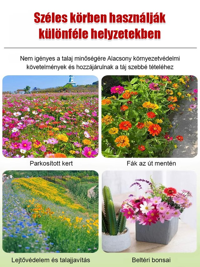 【Négyszezonos virágzás】Virágmező magkeverék 🌼
