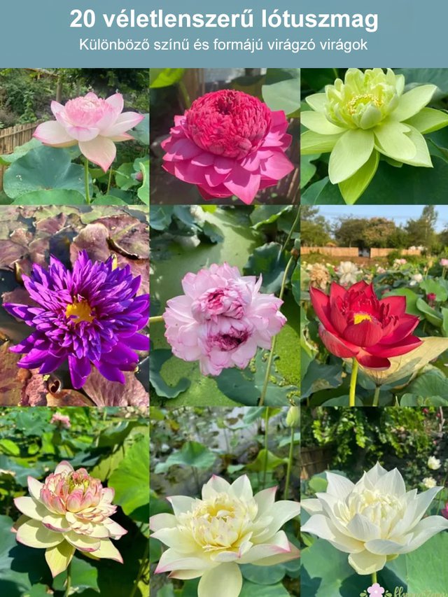 【Transfer and Lucky】 View hidroponikus tál lótusz