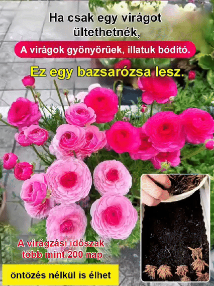 【Virágzó illat tíz mérföldre】 Többszínű boglárka hagymák