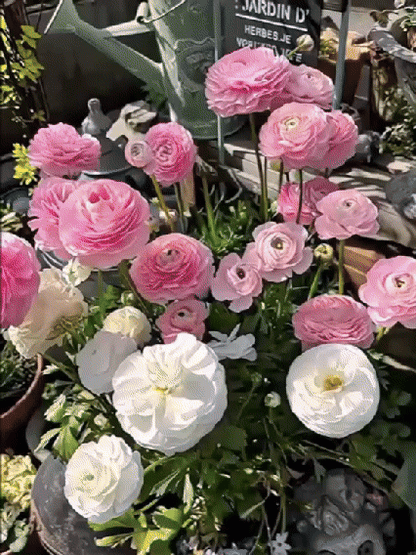 【Virágzó illat tíz mérföldre】 Többszínű boglárka hagymák