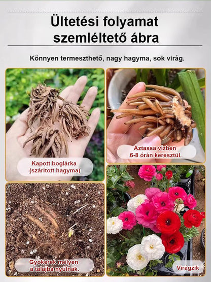 【Virágzó illat tíz mérföldre】 Többszínű boglárka hagymák